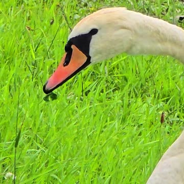Swan feeding in close-up / beautiful white water bird feeding.