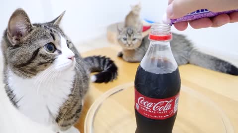 When Kitten Kiki challenges Mentos Cola for the first time!