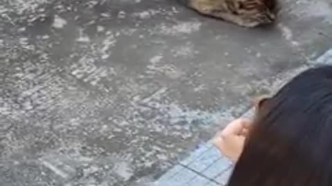 New funny animal video