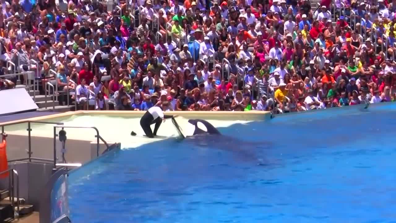 Seaworld SHAMU Killer Whale Show