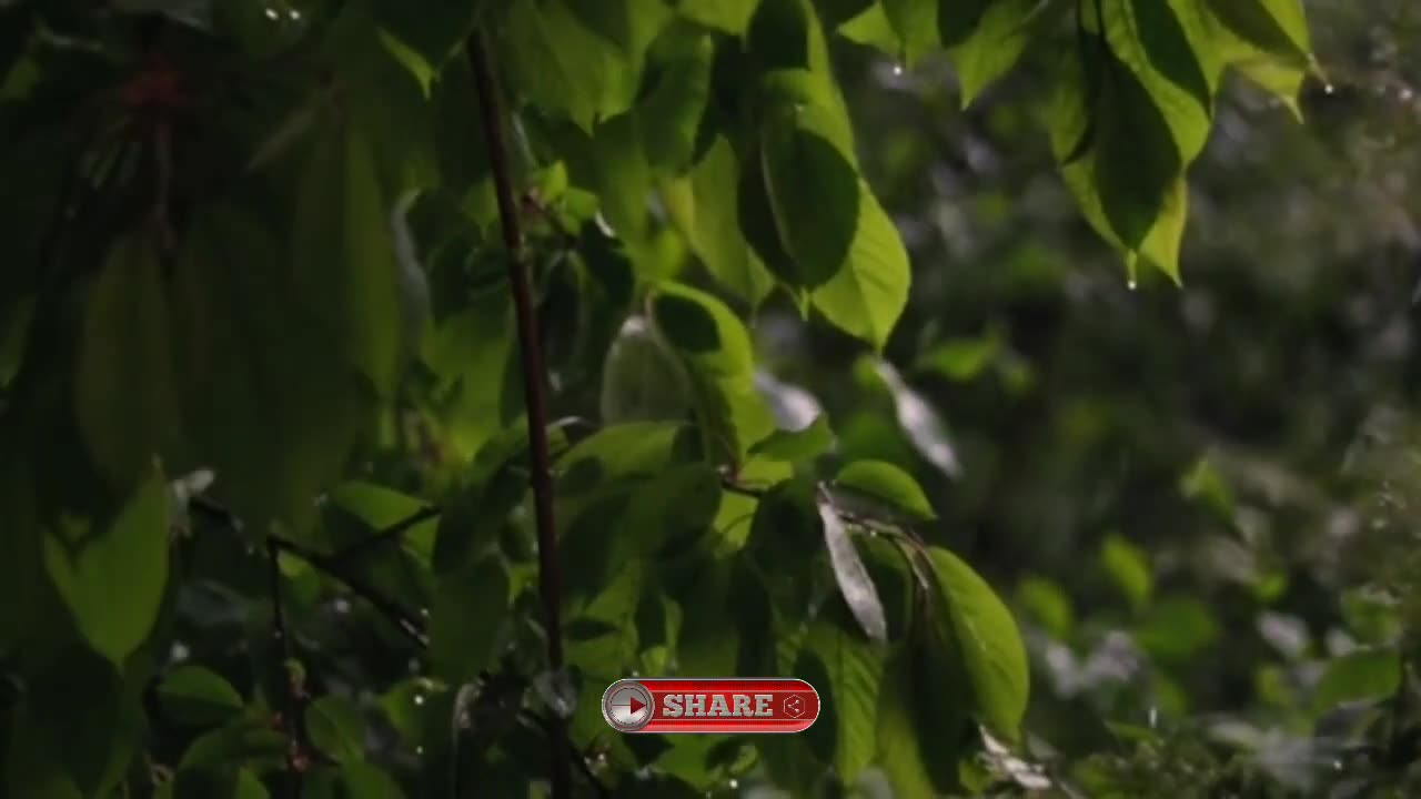 Relax Rain, Rain Video, Relaxing Sound, Nature Sound, Calm, Meditation, Relaxation,