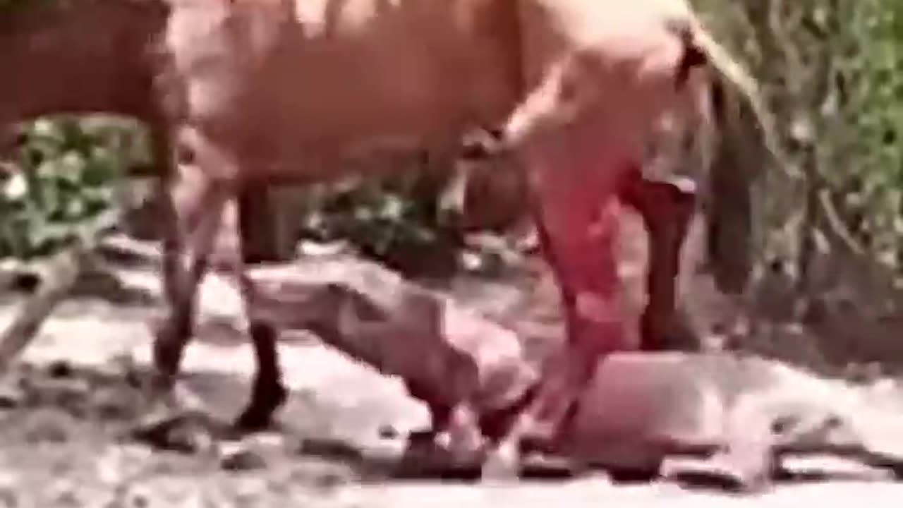 Horse Attacks fight