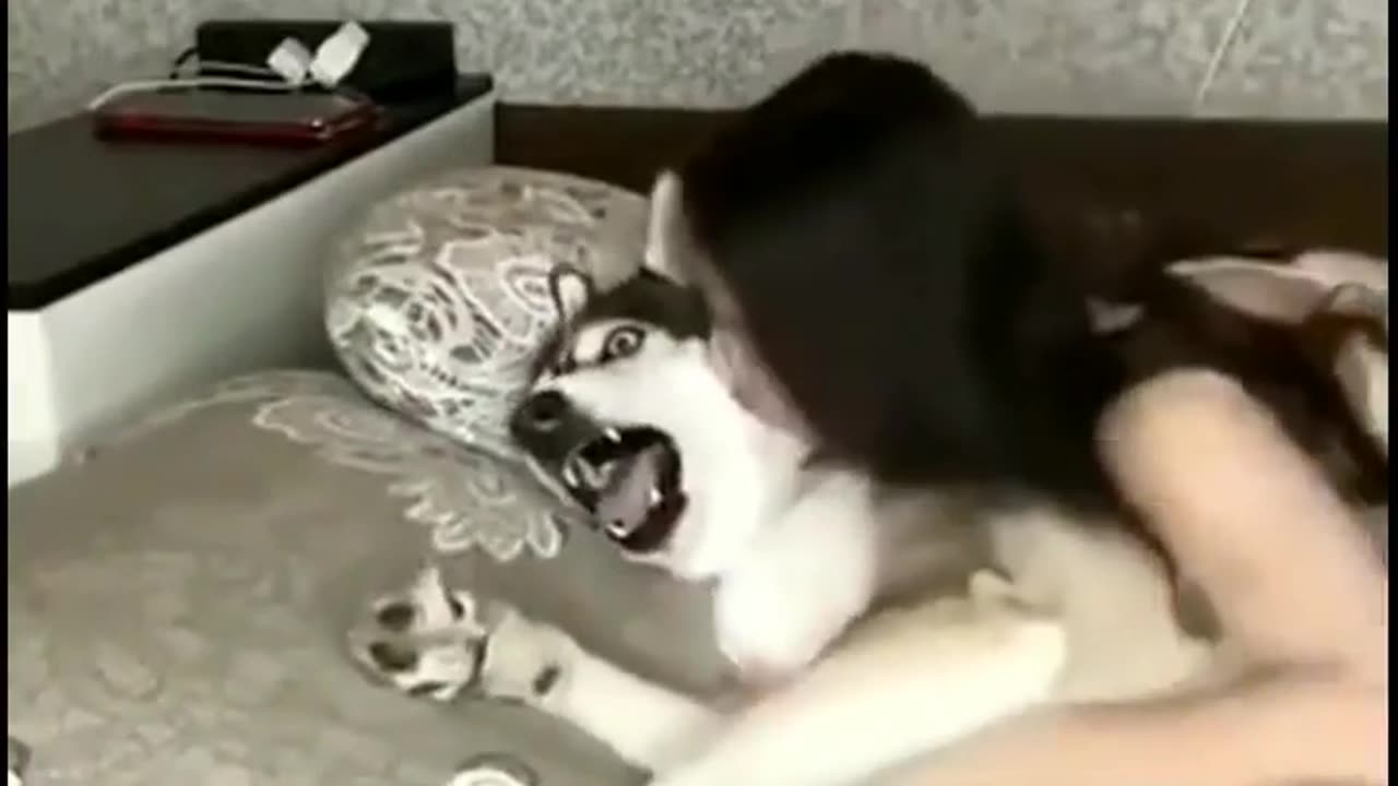 Funny Animals Dog And Cat 😺 Video - 2023