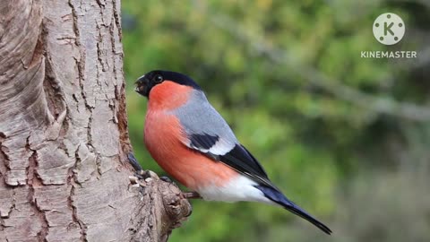 #Beautiful# bird