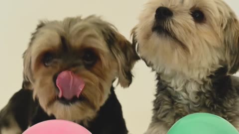 Cute dogs playing with balloons