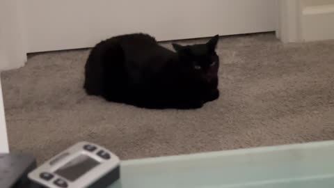 Adopting a Cat from a Shelter Vlog - Cute Precious Piper is a Security Loaf