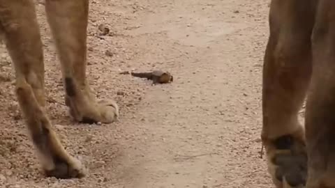 Lizard Manages to Fend Off Lions and Cobra