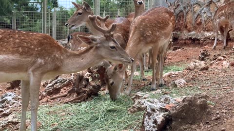 Deer herd