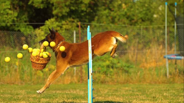 Funniest & Cutest Labrador Puppies #3 - Funny Puppy Videos 2021