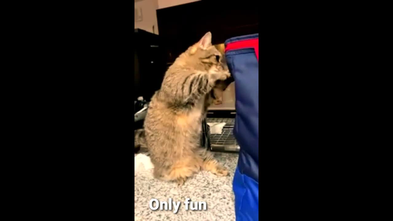 Funny animals video only for fun