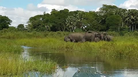 Monster Croc vs Elephant