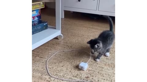 Funny Cats Compilation Vol.19 😻#Catfunnyvideos 🐱 Funniest Cats
