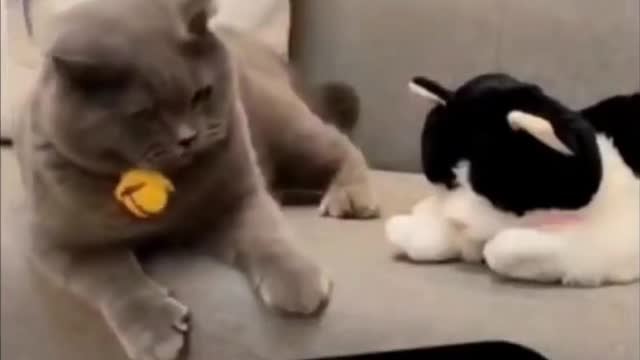 It's Time to Laugh With Cats- Best Funny Cute Cats 2021