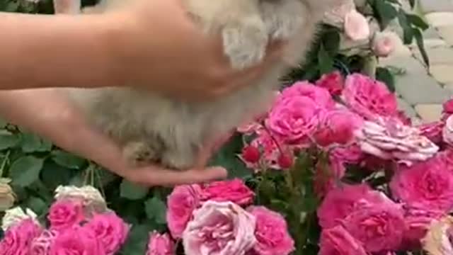 Do you love Flowers and the funniest puppy this video for you