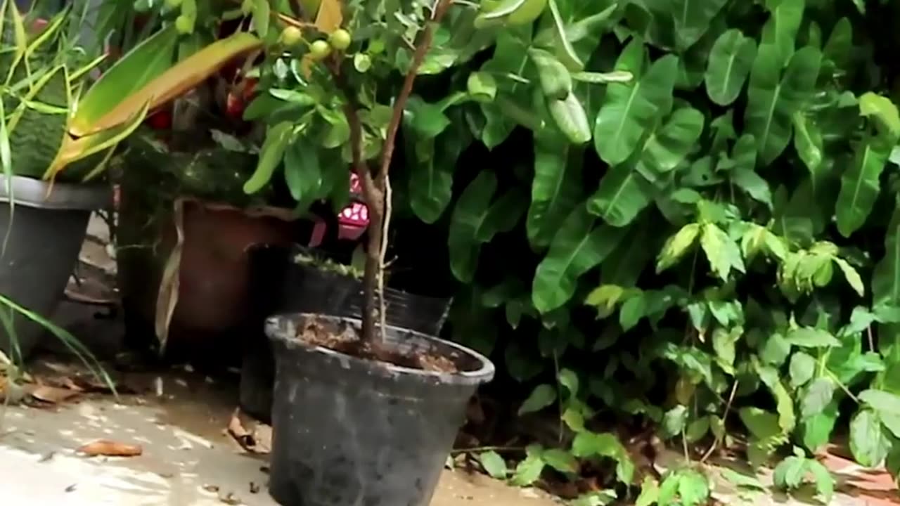 How to grow longan with best natural banana