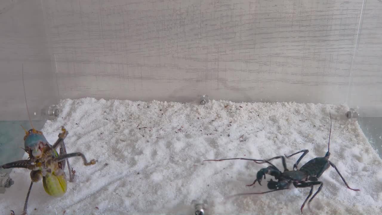 當兇猛蟈蟈遇到鞭蠍!Katydid VS Whip Scorpion