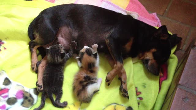 DOG NURSES AND ADOPTS KITTENS