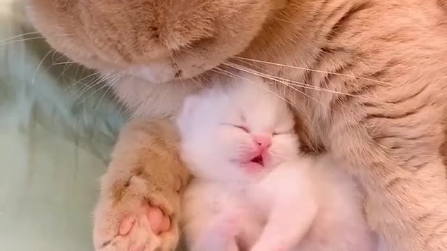 Eine Mutter Katze mit ihrem Baby