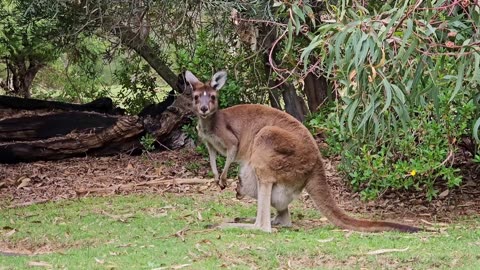 Kangaroo with Her Baby !