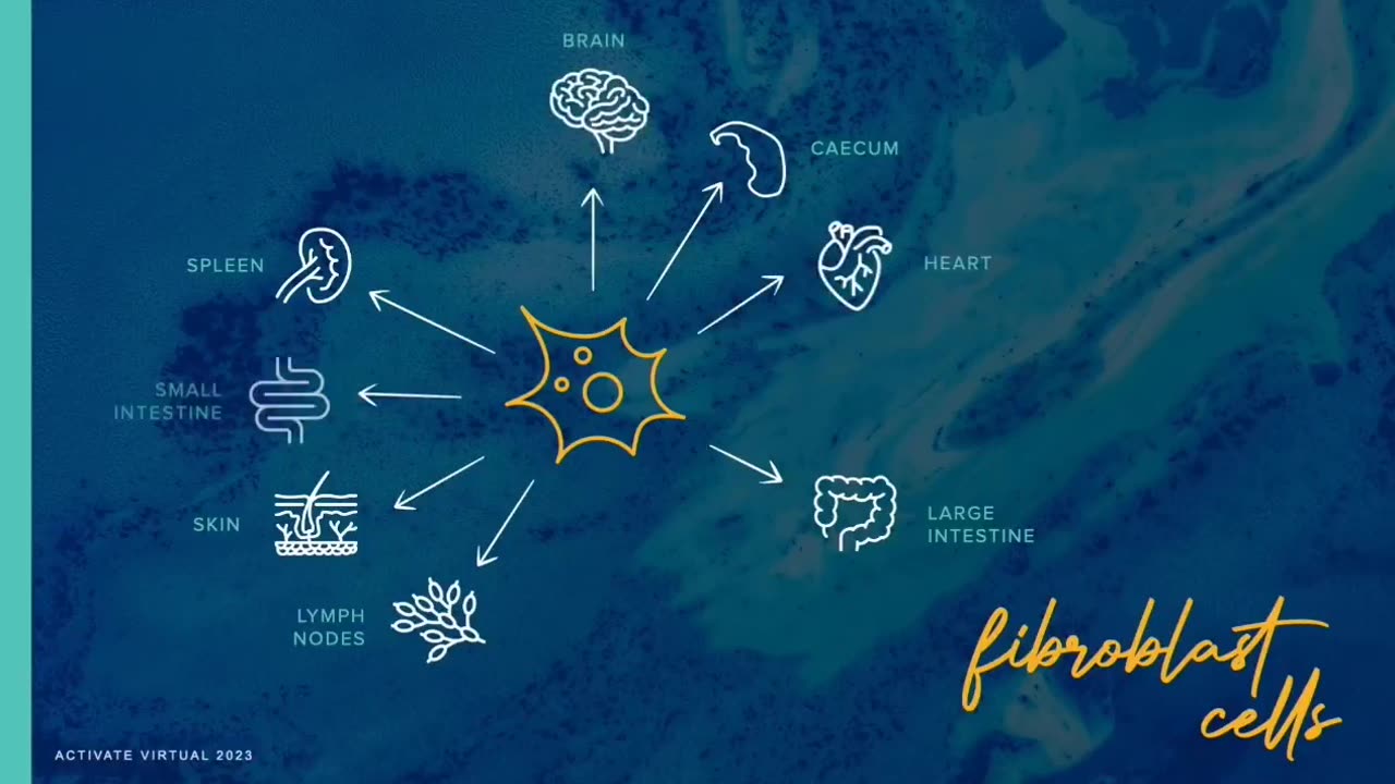 Nrf2 and Activated Liquid Collagen - SYNERGY!