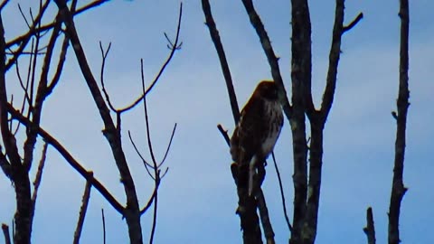 Red-tailed hawk