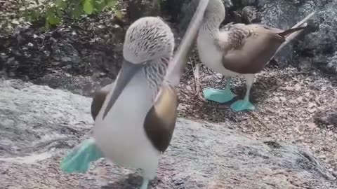 Beautiful Blue Legged Birds