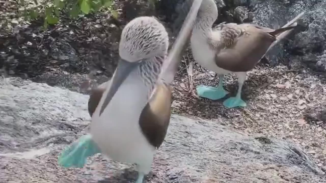 Beautiful Blue Legged Birds