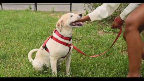 Train a dog like this