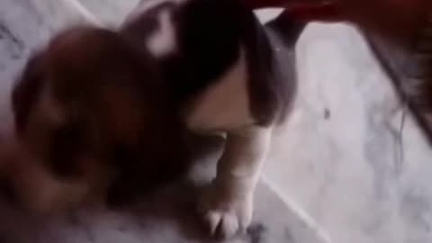 A Small cute dog try to climb