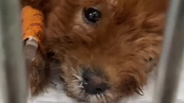 Subiré más videos sobre Ostin, el perrito pintado