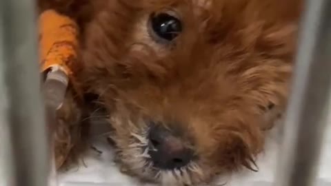 Subiré más videos sobre Ostin, el perrito pintado