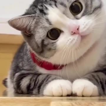 Funny Cat Moment - Do I look dumb