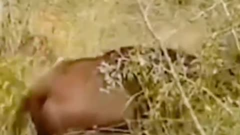 The moment I was caught by the tiger, I felt the desperation of the antelope.