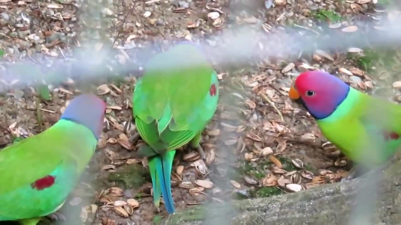 The Plum-Headed Parakeet Voice