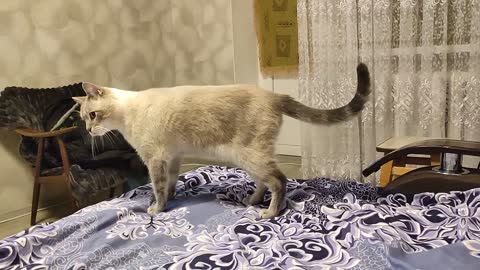 Cat battle , Битва котов.