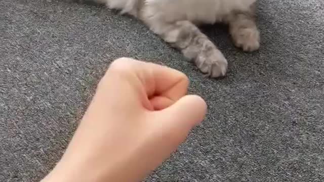 Welcome to Top Funny Cat Youtube Channel.