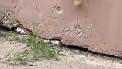 Funny cats, comedy, short, beutiful, cute, funny