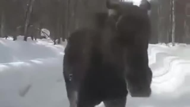 deer on the oncoming lane