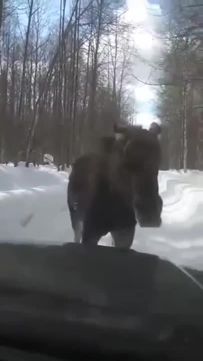 deer on the oncoming lane