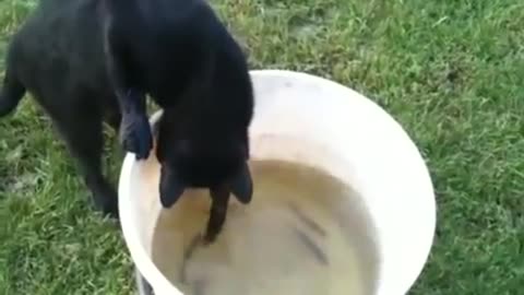 Cat fishes for his meal