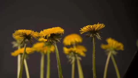 Flowers in Mamilla's garden are lovely. Blooming timelapses