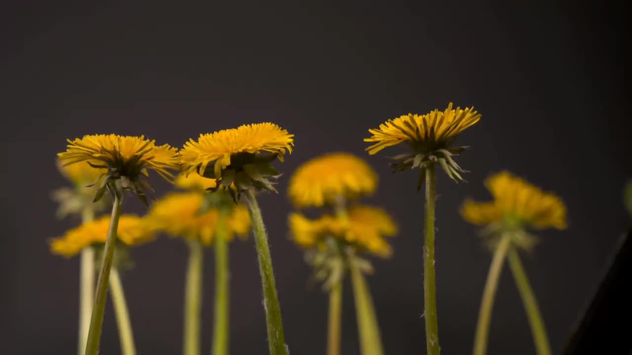 Flowers in Mamilla's garden are lovely. Blooming timelapses