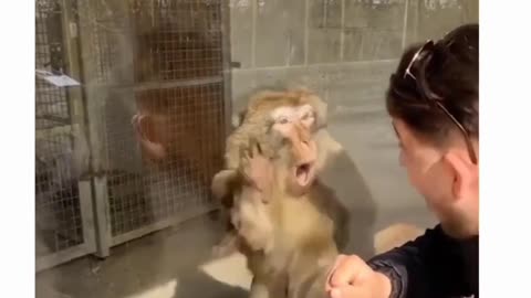 Monkeys funny comedy😂😂 video