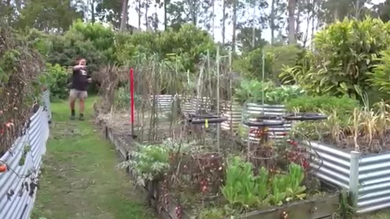 What Happens When You Put Copper Wire Through a Tomato Stem?