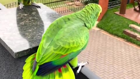 Amazon tame parrot