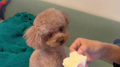 fun dog