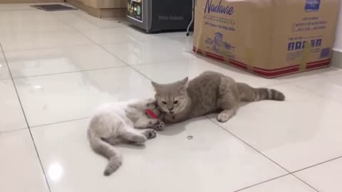 Pets Funny Videos 😂😂😂