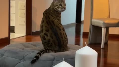 Funny Cat”s reaction to this sound