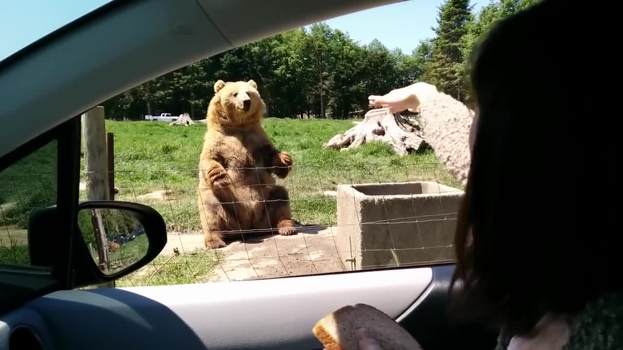 Awesome catch by the bear