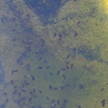 Larvae in a puddle / life in the water.